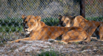 British Airways Holidays opens a new rescue enclosure at a big cat sanctuary in South Africa in cooperation with charity Born Free