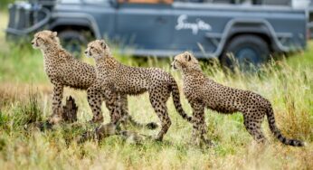 SINGITA APPOINTS NEW GENERAL MANAGER OF CONSERVATION