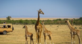 Cruzeiro Safaris Kenya offers the best Wildlife Safari Vacations