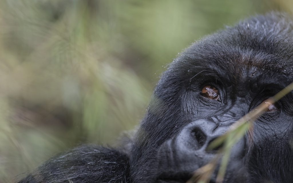 Mountain Gorilla, Rwanda. by Singita 
