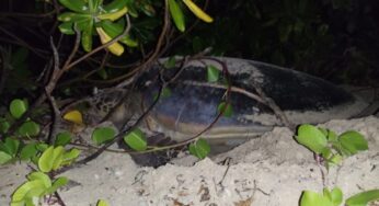 Another endangered sea turtle species discovered a safe ecosanctuary at Grand Park Kodhipparu, Maldives beach to nest