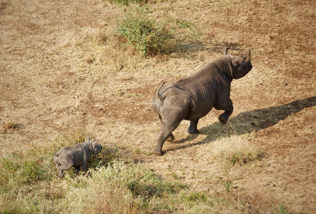Singita Grumeti new black rhino calf 