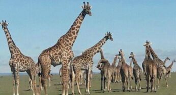 Cruzeiro Safaris Kenya launches travel discount on the popular 3 day Masai Mara safari