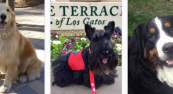 SJC hosts service dog training for Paws for Purple Hearts in honor of service men and women