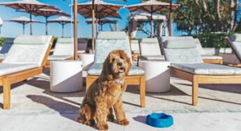 Four Seasons Resort Palm Beach welcome its newest team member — Fort, the Resort’s official therapy dog