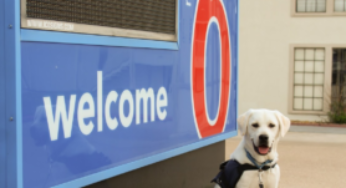 Motel 6 research: Majority of Americans plan to travel with their pet in the next year