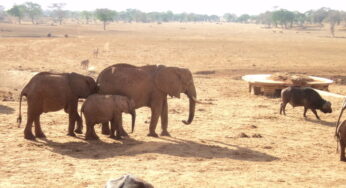 Cruzeiro Safaris Kenya offers Luxury Safaris and Nairobi City Tours for the whole family to enjoy