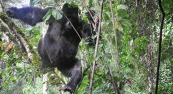 Top things to do in Bwindi Impenetrable National Park