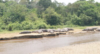 THE COMPLETE GUIDE TO UGANDA’S QUEEN ELIZABETH NATIONAL PARK