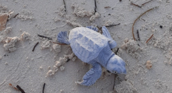 MSC Cruises’ private island Ocean Cay MSC Marine Reserve welcomes hundreds of tiny Loggerhead sea turtle hatchlings