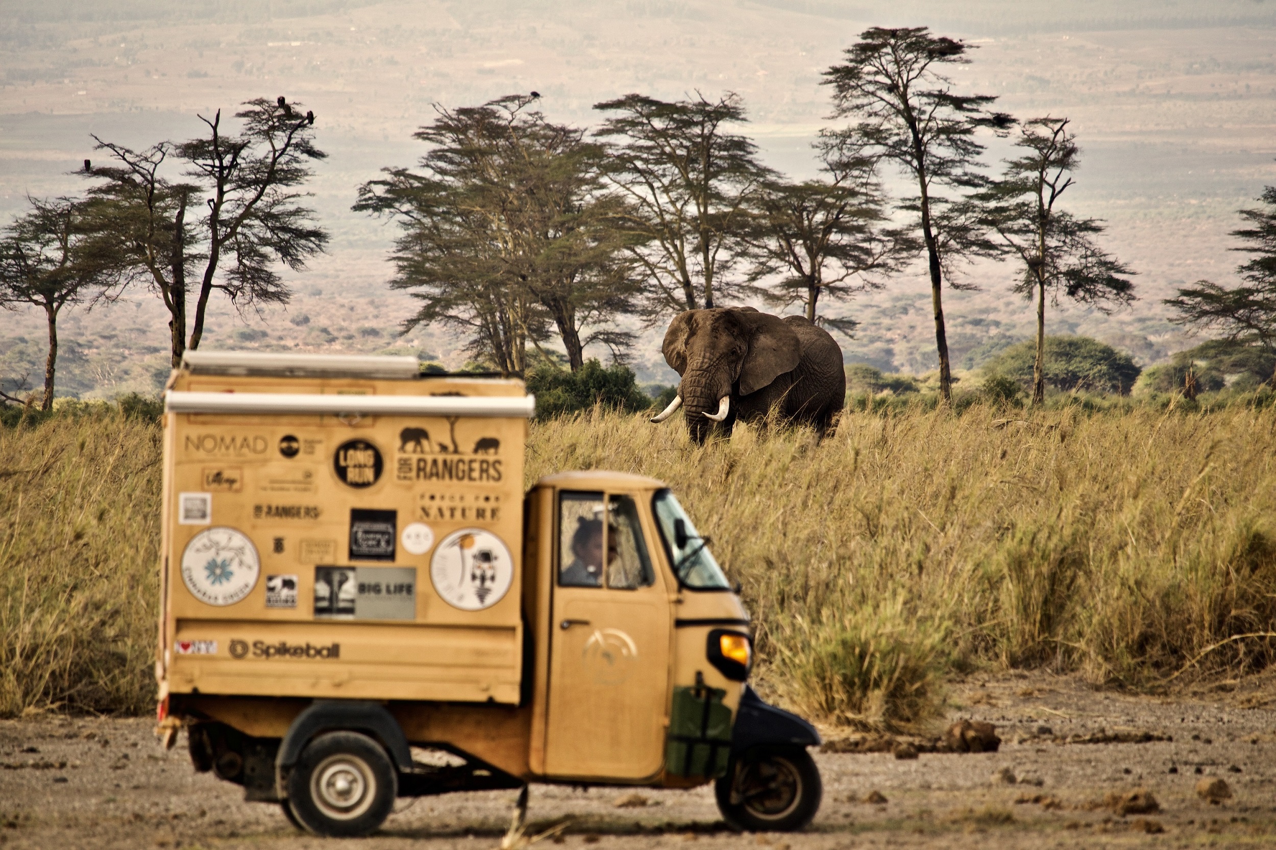 Tuk Buttercup on Safari