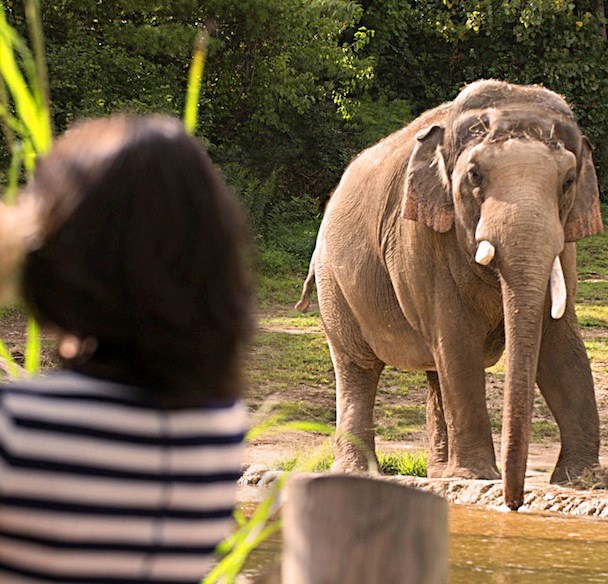 The Columbus Zoo and Aquarium names Rick Hudson as the recipient of the Zoo’s 2021 Commitment to Conservation Award