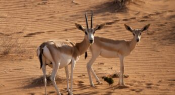 Emirates helps preserve Dubai’s desert environment through ongoing investment at the Dubai Desert Conservation Reserve