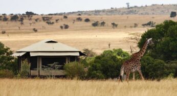 Cruzeiro Safaris shares tips and ideas on Wildlife Safaris and Nairobi Tours in Kenya