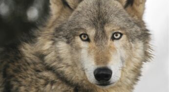 Four Seasons Resort and Residences Jackson Hole announces new immersive experience with gray wolf population of Yellowstone this fall