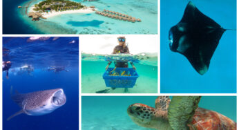 Outrigger Maldives Playing Important Role in Manta Ray, Whale Shark and Turtle Conservation