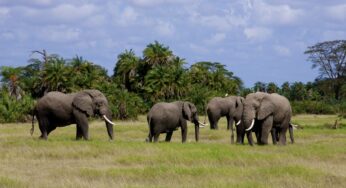 Cruzeiro Safaris offers easy to book tours to top national park attractions in Kenya