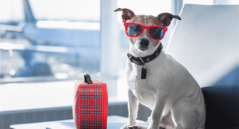 Pet Travel: Everything You Need to Know