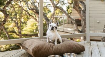 Hyatt invites travelers to celebrate National Dog Day year round with dog-friendly stays