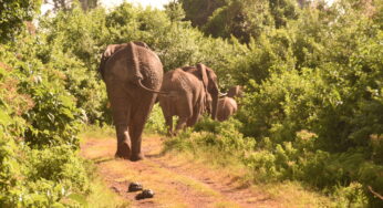 Cruzeiro Safaris explains the difference between Game Reserves, National Parks and Sanctuaries