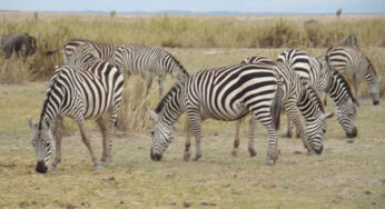 Explore Nairobi National Park with Cruzeiro Safaris: Unforgettable Wildlife Adventures