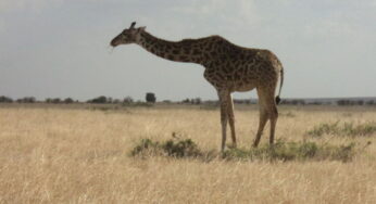 Cruzeiro Safaris Kenya offers Luxury to budget safaris for Masai Mara adventure travels