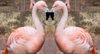 Valentine’s Day at the Zoo: Zoo Atlanta’s Wild at Heart Dinner and Animal Presentation