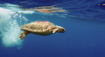 TUI Care Foundation tracks sea turtles’ journey across the Mediterranean with GPS satellite device