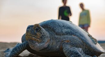 SEE Turtles Takes Over Management of TAP Campaign to Reduce Plastic Use in Tourism Industry