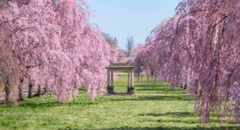 Study Reveals the Best Locations to View Cherry Blossom Season in the US 