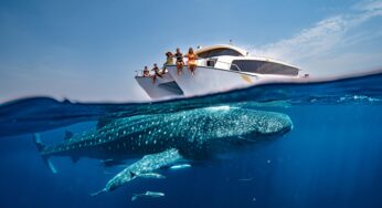 Discover Qatar announces second edition of ‘Whale Sharks in Qatar’ tours from May 18 to August