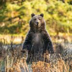 Bear watching in B.C.’s Narnia: The Broughton Archipelago, home to Farewell Habour Lodge