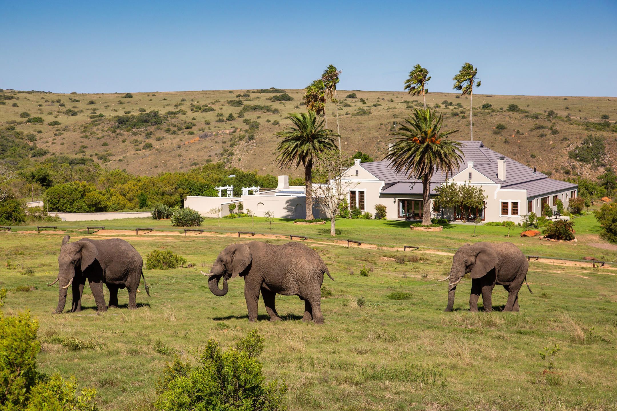 Mills Manor with elephants in Lalbela Game Reserve, Eastern Cape, South Africa
