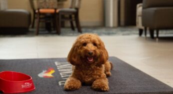 Baymont by Wyndham Launches Nationwide Search for the Next ‘Baymont Buddy of the Year’ in Honor of National Dog Day