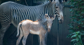 Lincoln Park Zoo Welcomes Endangered Grevy’s Zebra Foal, a Ray of Hope for Species Survival