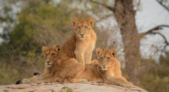 Emirates Unveils New Amenity Kits Highlighting Endangered Species for Premium Economy and Economy Class Passengers