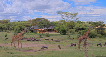 Experience the Wild: Mara Bushtops Unveils High-Speed Webcam for 24/7 Wildlife Spectacle in Maasai Mara