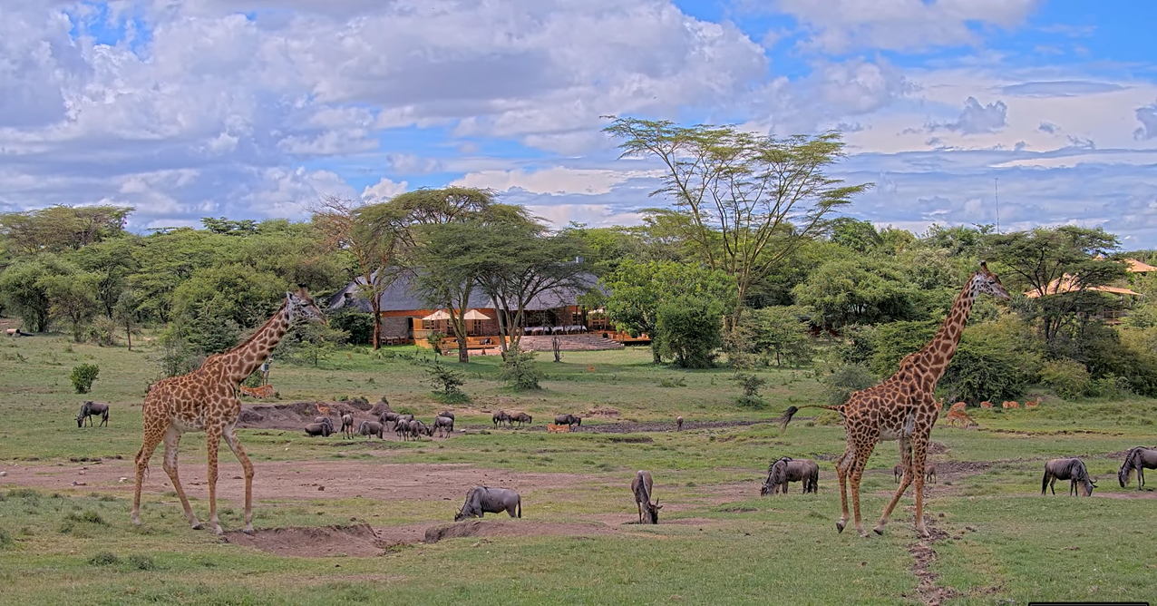 Mara Bushtops wildlife webcam views with giraffes and antelope