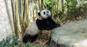 Farewell Celebration: Giant Panda Le Le Departs Singapore for China’s Conservation Program