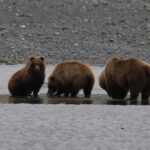 Bear viewing in alaska