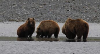 Explore Alaska’s Untamed Wilderness: Homer’s Bear Viewing Adventures by “Bear Viewing in Alaska”