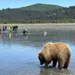 grizzly bear alaska