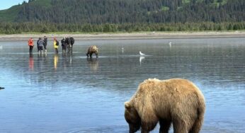 New Bear Watch Tours in Alaska Promise Unforgettable Wildlife Encounters