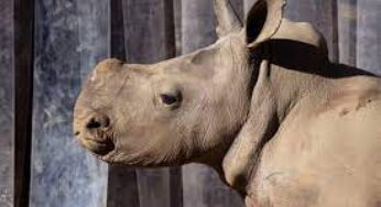 Rhino Naming Madness: Zoo Atlanta Calls for Public Participation in Historic Naming Event