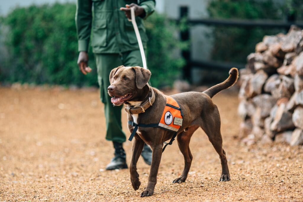 The Grumeti Fund protects 350,000 actes in the Western Serengeti. The anti-poaching canine unit is vital.