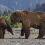 Alaskan brown bear tours