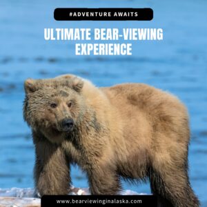 Bear Watching in Homer Alaska
