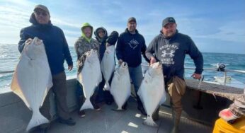 Alaskan Gamefisher Launches Ultimate Halibut Fishing Trips in Alaska