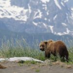 Bear Viewing in Alaska
