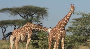 Unlocking Nairobi: Beyond the Tourist Trail with Nairobi Booking to the World and Trip Advisor Guided Tours by Cruzeiro Safaris Kenya